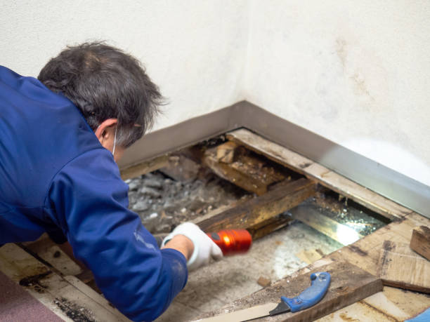 Best Mold Damage Repair  in Chebanse, IL