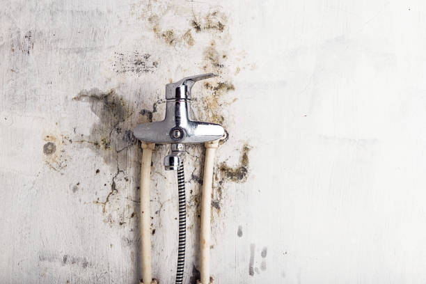 Best Mold Remediation Services  in Chebanse, IL
