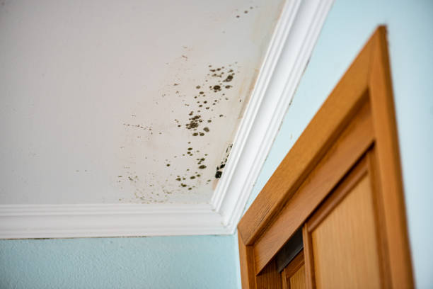 Best Mold Cleaning Services  in Chebanse, IL