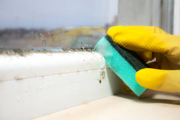 Best Mold Testing  in Chebanse, IL